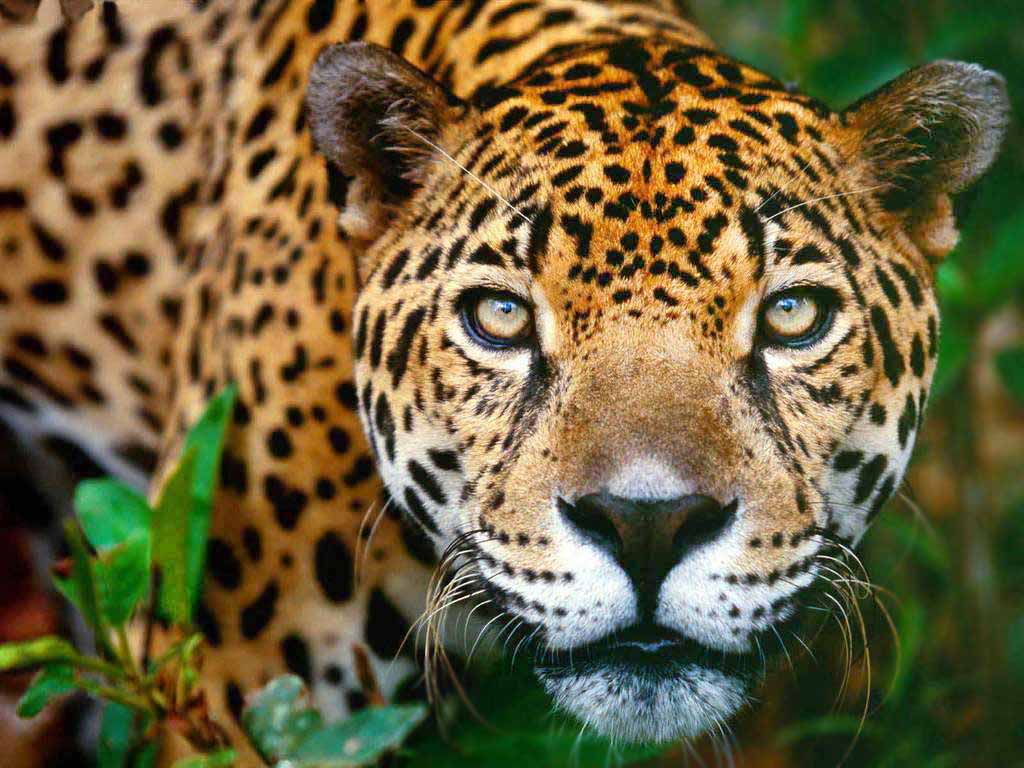 Tour Cascada de Agua Azul - Cascada de Misolha y Zona Arqueologica de Palenque - TGZ foto 2