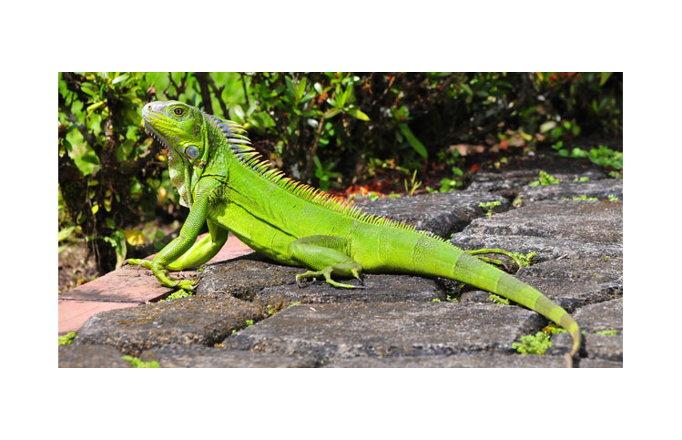 SCL-Tour Cascada el Chiflon y Lagunas de Montebello- SCL