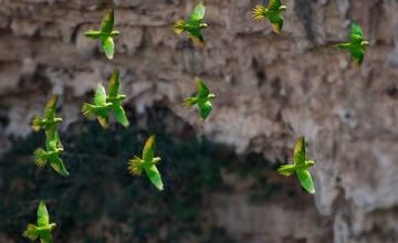 Tour Sima de Cotorras-TGZ